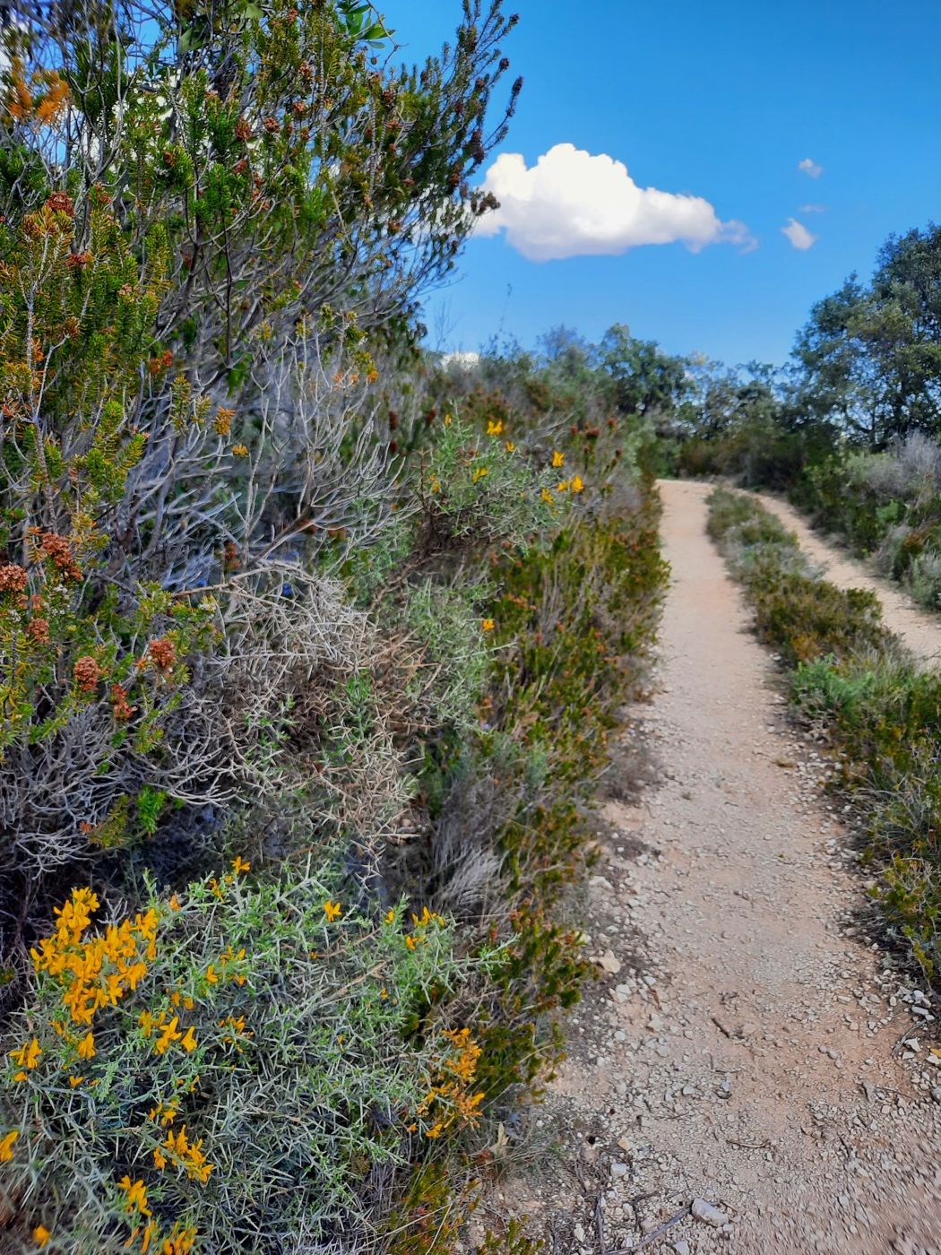 La garrigue autour de Villeneuvette, cadre des marches thérapeutiques